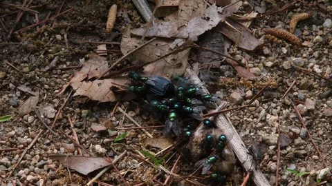 Gravedigger &amp; flies Stock Footage 82886752