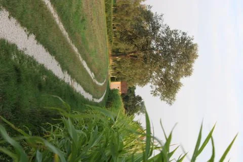 Gravel path with corn on the side Stock Photos