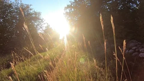 Gravel Path Stock Footage 258113665
