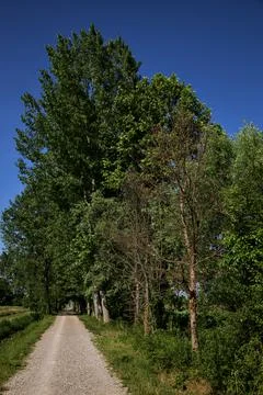 Gravel path in a grove bordered by trees next to a field in the italian count Stock Photos