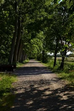 Gravel path in a grove bordered by trees next to a field in the italian count Stock Photos