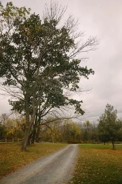 Gravel path lined with trees in a tranquil park during cloudy autumn afternoon Stock Photos