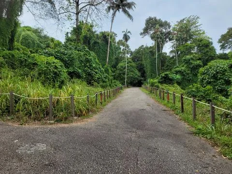 Gravel path winds through dense green forest Stock Photos