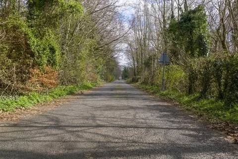 Gravel path winds through leafless trees Stock Photos