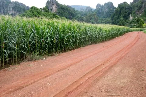 Gravel road with corn Stock Photos