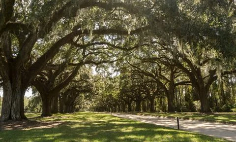 Gravel road covered by an alley of old oak trees and Spanish moss horizont... Stock Photos