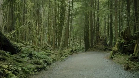 Gravel Walking Path Through Lush Old-Growth Rainforest on Vancouver Island Stock Footage 341435380