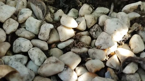 Gravel in the yard Stock Footage 229553068