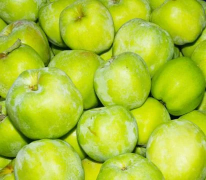 Gravenstein apples on display Foto stock