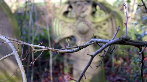 Gravestone. Stock Footage 79497257