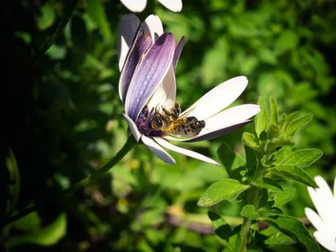 Graveyard of bees Stock Photos