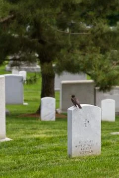 Graveyard with bird on tombstone Stock Photos