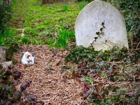 GRAVEYARD CAT Stock Photos
