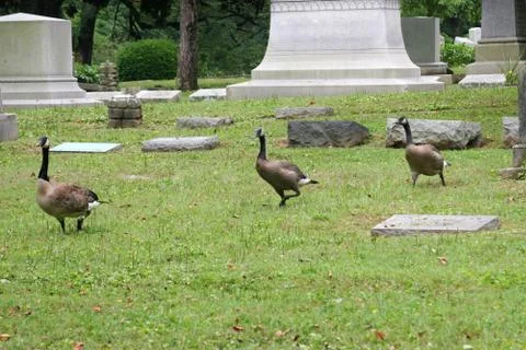 Graveyard Geese 2 Foto stock