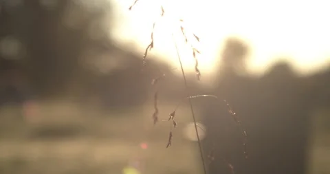Graveyard at sunrise Stock Footage 170185460