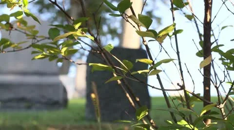 Graveyard through tree Stock Footage 8850648