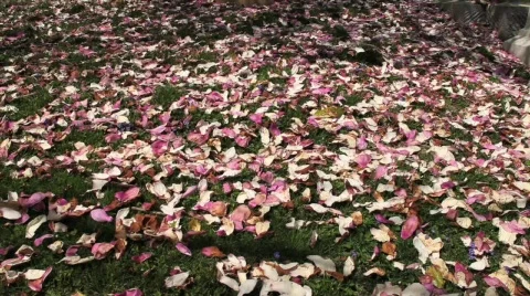 Graveyard tilt Stock Footage 682689