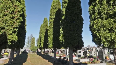 Graveyard-trees-1 Stock Footage 98424395