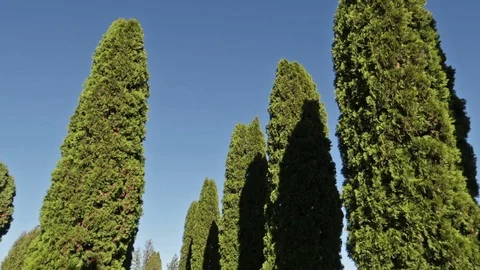 Graveyard-trees-2 Stock Footage 98424239