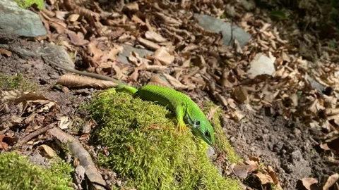 Gravid Green Lizard Advances Toward Camera on Moss Stock Footage 337987416