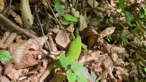 Gravid Green Lizard Advancing in Front View Stock Footage 337987483