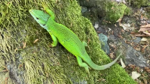 Gravid Green Lizard Climbing onto Moss Stock Footage 337987662