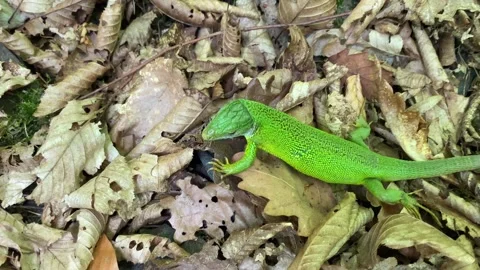 Gravid Green Lizard Crossing Leaf Litter Stock Footage 337987465