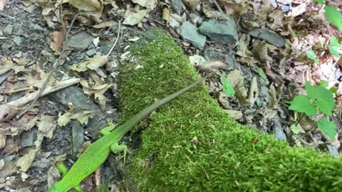 Gravid Green Lizard Crossing Mossy Fallen Log Stock Footage 337987502