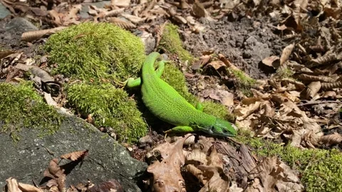 Gravid Green Lizard Descends from Moss Stock Footage 337987391