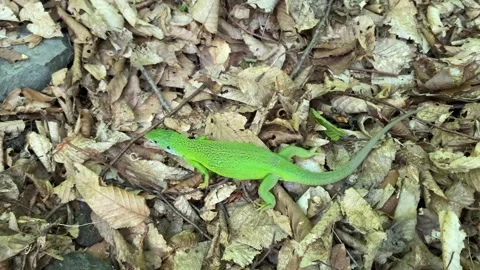 Gravid Green Lizard Exploring Dry Leaves Stock Footage 337987658