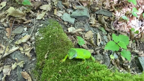 Gravid Green Lizard Facing Camera on Moss Stock Footage 337987539