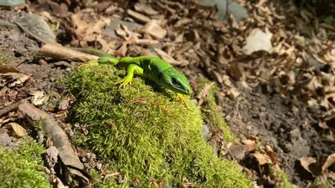 Gravid Green Lizard in Low-Angle Moss View Stock Footage 337987419