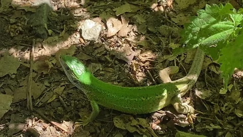 Gravid Green Lizard Pivots and Advances on Forest Litter Stock Footage 337987202