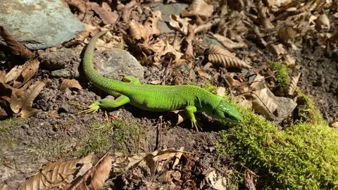 Gravid Green Lizard Sampling Air on Moss Stock Footage 337987459