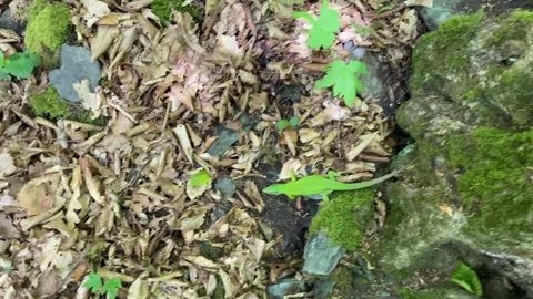 Gravid Green Lizard Slips from Rocks to Leaves Stock Footage 337987452