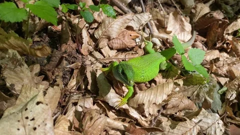 Gravid Green Lizard Turning on Dry Leaves Stock Footage 337987536