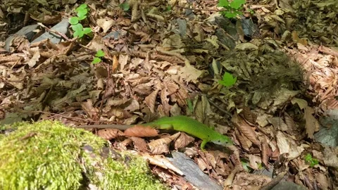 Gravid Green Lizard Turning on Moss Stock Footage 337987687