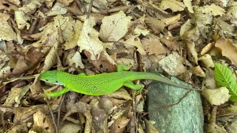 Gravid Green Lizard Walking and Tongue Flicking Stock Footage 337987669