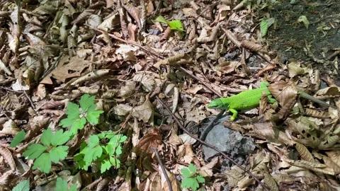 Gravid Green Lizard Walking Through Dry Leaves Stock Footage 337987689