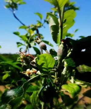GRAW  APPLES Stock Photos