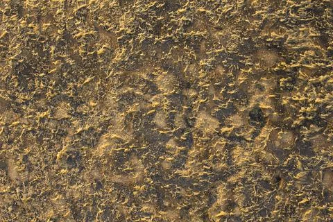 Gray algae on the yellow sand with black spots close up. natural surface text Stock-Fotos