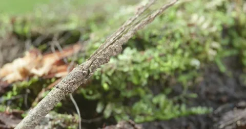 Gray Amazon stick insect camouflaging on... | Stock Video | Pond5