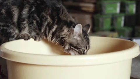 Gray and black cat drinks water from a large bowl Stock Footage 166330742