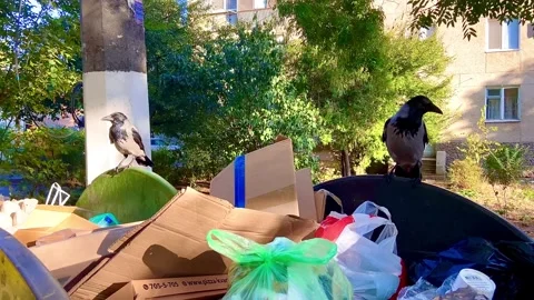 Gray and black crows came to look for food in the city trash box. Stock-Footage 252815822