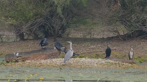 Gray and black herons standing on a wetland marsh on the lake lakeshore 動画素材 161562381