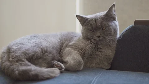 Gray and blue british cat resting washing and yawning two times action camera Stock Footage 108720512