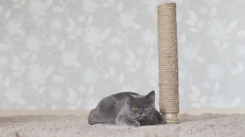 Gray and blue cat resting on the brown plaid near with scratching post Video stock 108733343