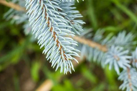 Gray and blue pine Stock Photos