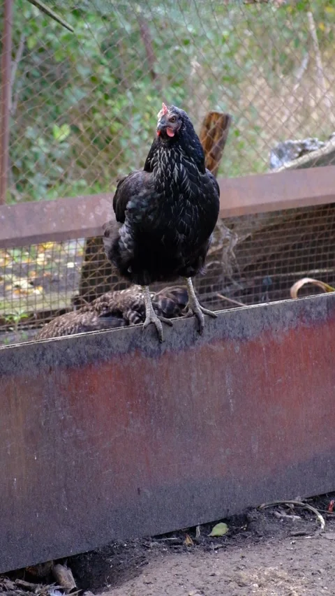 Gray and brown chickens raised on a farm in the village Stock Footage 218602952