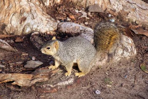 Gray and brown squirrel on the ground near a tree Stock Photos